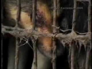 Extração de peles - China (The Nephilim Rising - Behemoth)