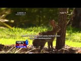 Akibat Populasi Berlebih, Pemerintah Australia Berupaya Mengurangi Populasi Kelinci - NET12