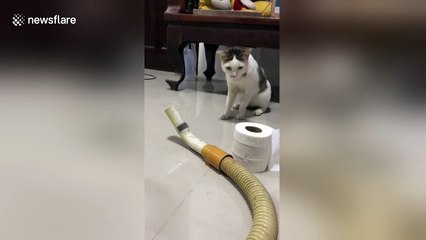 Cat is terrified of vacuum cleaner