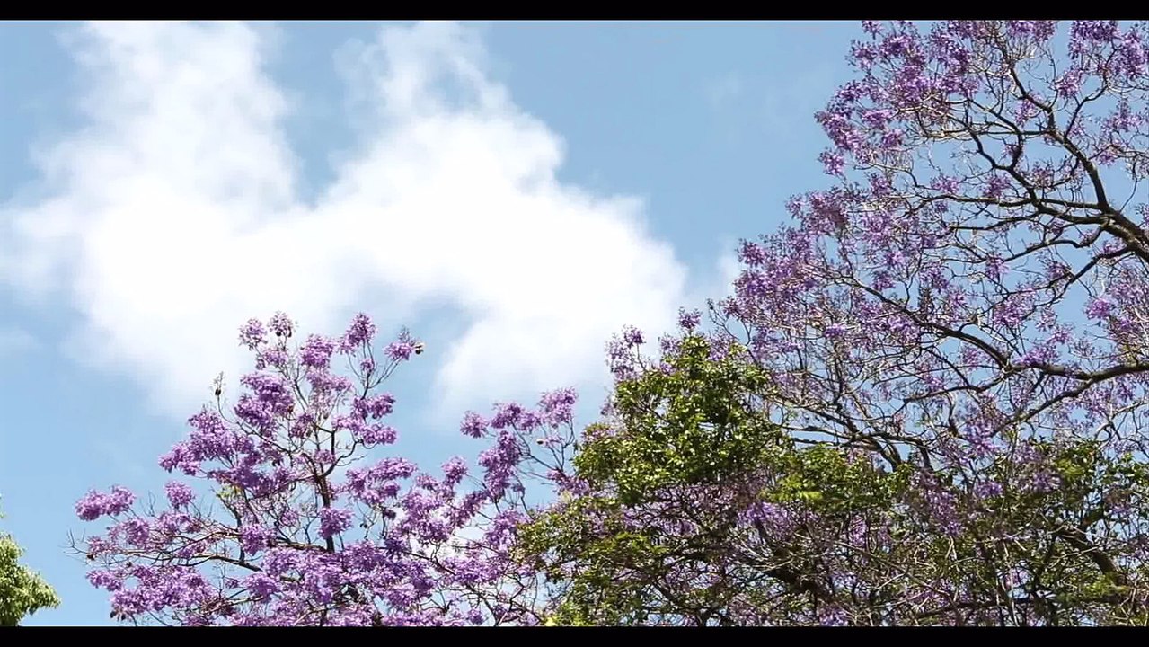 Премьера песни!!! Премьера клипа!!! Игорь Янакий - Ты... Только - ты ( сл. и муз. И. Янакий ).