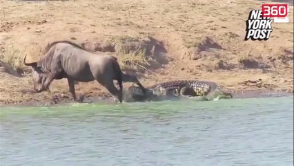 Hipopotamet heronj shpetojne kafshen e gjore nga dhembet e krokodilit (360video)