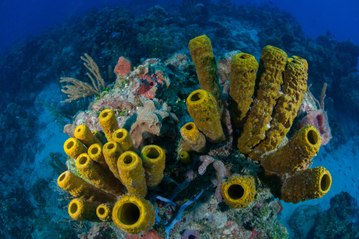 Le biomimétisme selon Idriss Aberkane : l'inventivité des éponges de mer