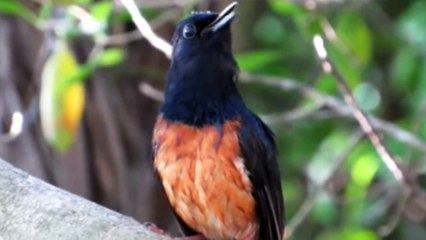 Bird White Rumped Shama