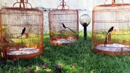 Bird White Rumped Shama