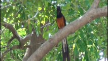 Bird - White Rumped Shama