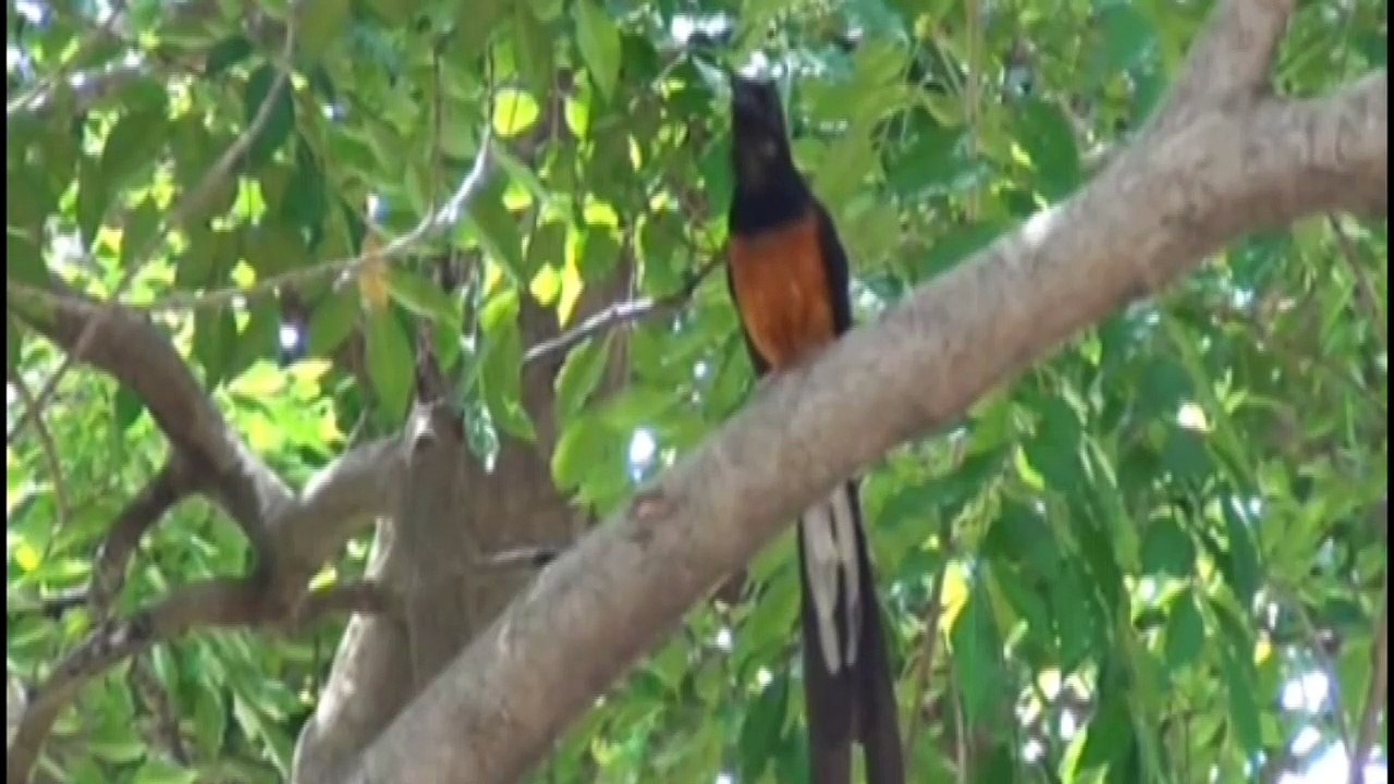 Bird - White Rumped Shama