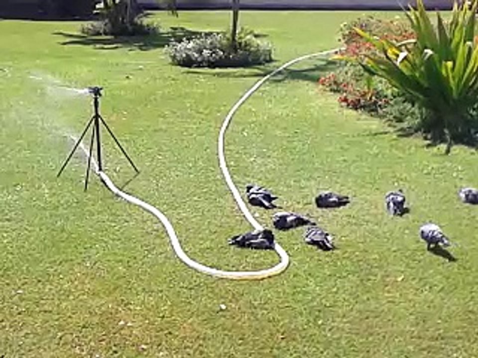 pigeons