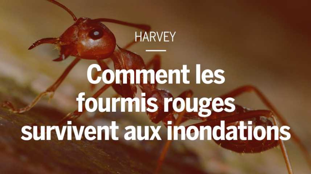 Comment les fourmis rouges survivent aux inondations.