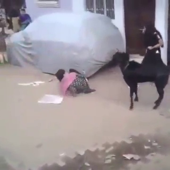 بیچاری لڑکی کو بکرے کے پاس سے گزرنا مہنگا پڑ گیا