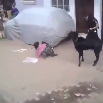 بیچاری لڑکی کو بکرے کے پاس سے گزرنا مہنگا پڑ گیا