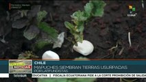 Chile: mapuches siembran tierras usurpadas por latifundistas