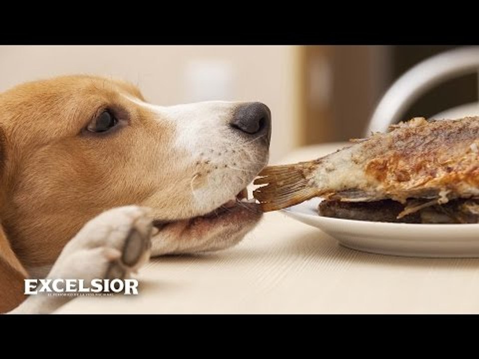 Cómo puedes matar a tu perro… sin querer