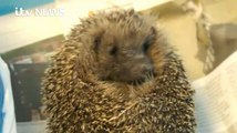 ITV News_Hedgehog hospital trying to save the prickly creatures 28Aug17