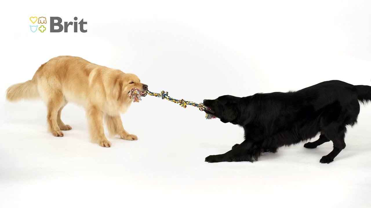 Brit Pet Food