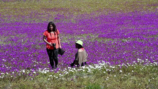Lluvia convierte desierto de Atacama en un jardín florido