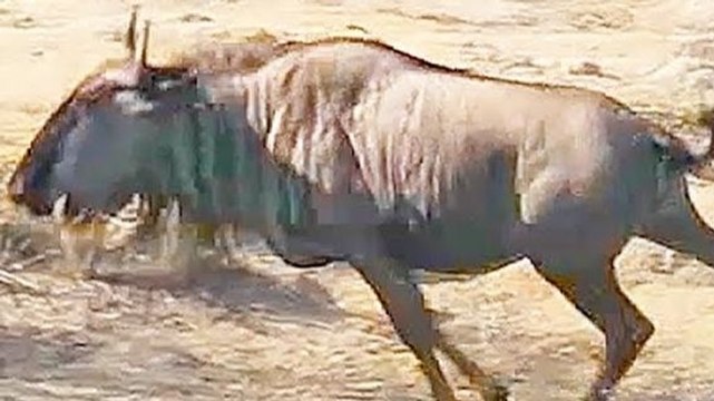 Un hippopotame aide un gnou attaqué par un crocodile (Kruger)
