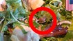 Woman finds tiny frog in salad, adopts it as her pet