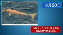 沖縄のジュゴンを守る裁判、サンフランシスコ第９巡回区控訴裁で盛り返す。(デモクラシータイムス)