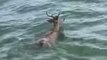 Fishermen Rescue Deer Adrift in Lake Erie