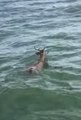 Fishermen Rescue Deer Adrift in Lake Erie