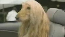 Dog_Girlfriend