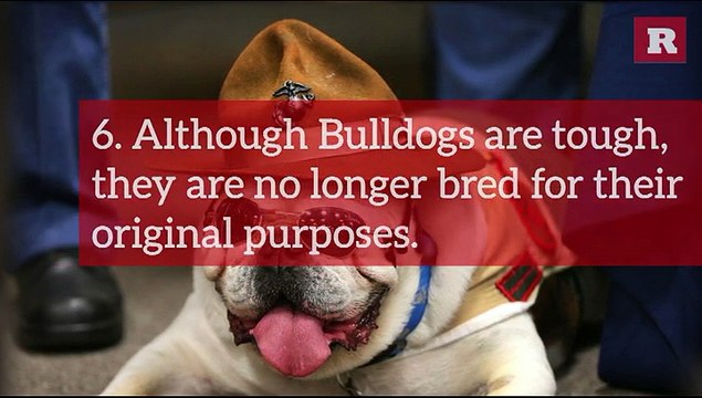 12 Facts on the Old English Bulldog | Rare Animals