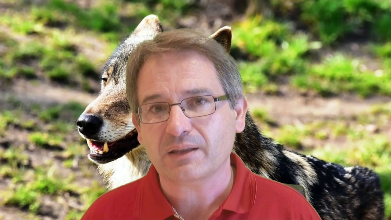 El nuevo consejero de medio ambiente pretende MATAR más LOBOS en los Picos de Europa, Asturias