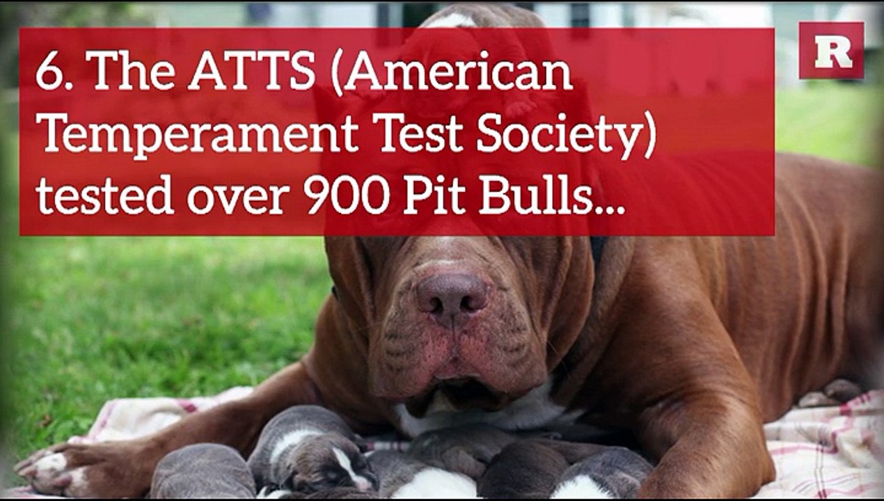 12 Fun Facts about the Pit Bull | Rare Animals