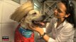 Arraial Animal: Festa Junina para cães faz alegrias de bichos e donos