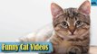 Cat Videos - Funny Cats - Funny Cat Videos - Kitten Videos - Funny Kitty Videos - Cats For Pets - P4