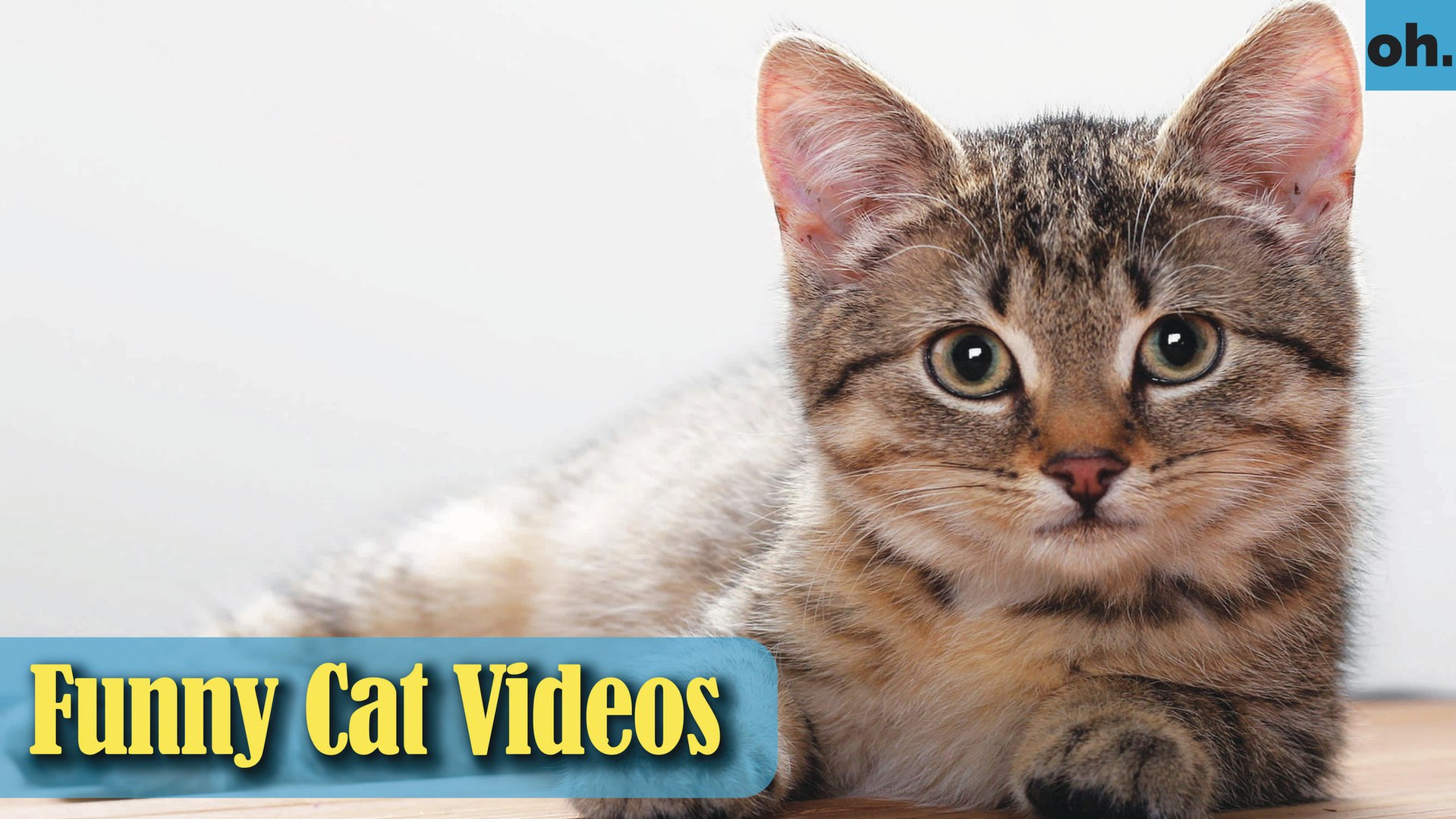 ⁣Cat Videos - Funny Cats - Funny Cat Videos - Kitten Videos - Funny Kitty Videos - Cats For Pets - P4