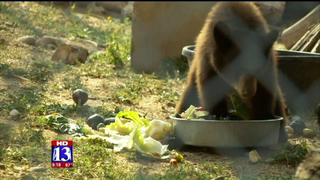 Orphaned Black Bear Cubs Stealing Hearts Thanks to Live Camera