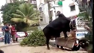 Cow struggled Latest Cow Mandi 2017 - 2018 - Karachi Sohrab Goth Mandi