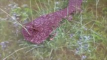 Regardez comment font les fourmis pour survivre aux inondations! Incroyable