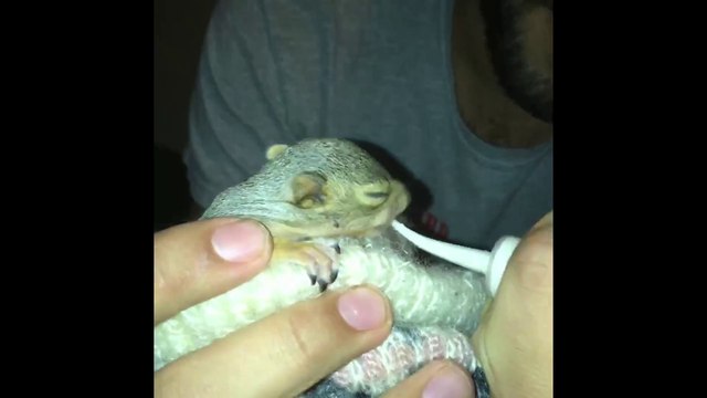 Il sauve et élève un bébé écureuil abandonné. Tellement adorable