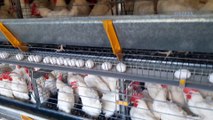 Condomínio Avícola em Santa Teresa