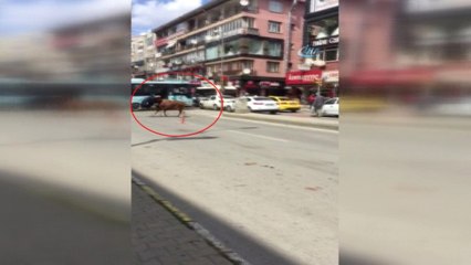 Kurbanlık Boğa Kadını Hastanelik Etti: İşte O Anlar