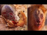 Most Amazing Wild Animal Attacks, lion, tiger ,buffalo, elephants