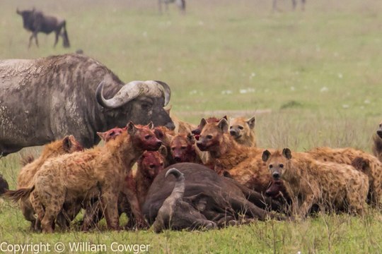 Most Amazing Wild Animal Attacks ,crocodiles, zebras, lions, buffalo, hyena