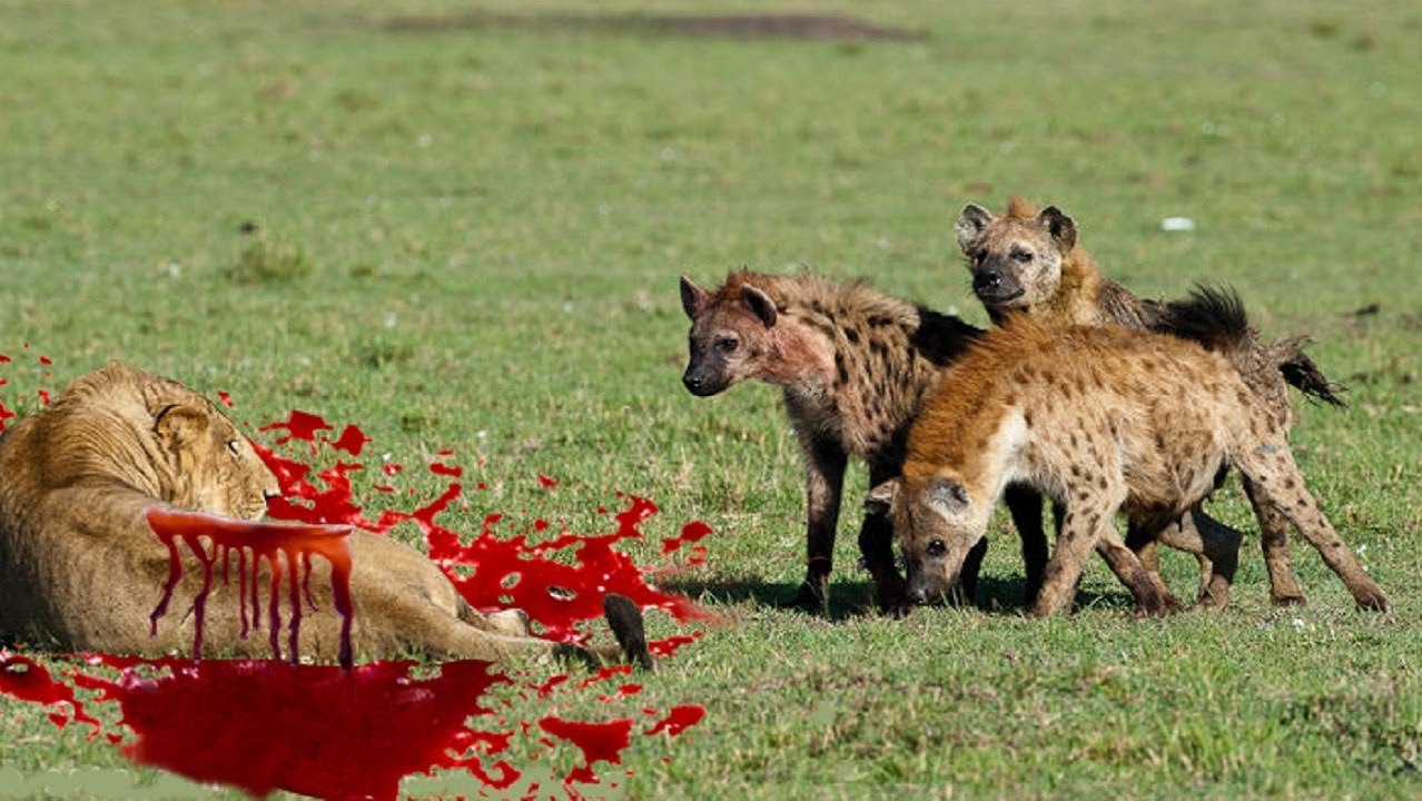 Most Amazing Wild Animal Attacks,Lion, Tiger, Leopard,Cheetah,Wild Dog ,Hyena