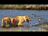 Most Amazing Wild Animal Attacks , crocodile vs crocodile , Prey Animals vs Predator Fight Back