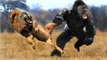 Most Amazing Wild Animal Attacks , Craziest Wild Animal Fights Caught , Lion Attacks Buffalo