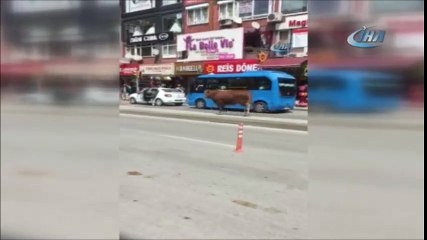 Kaçan kurbanlık boğa böyle saldırdı! İşte o anlar...