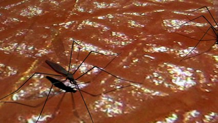 Dengue, chikungunya e zika