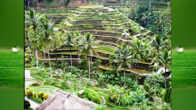 Debussy: Syrinx (Sarah Bassingthwaite) / Cello Sonata (Bang Eun Lee, Paul Pitman)