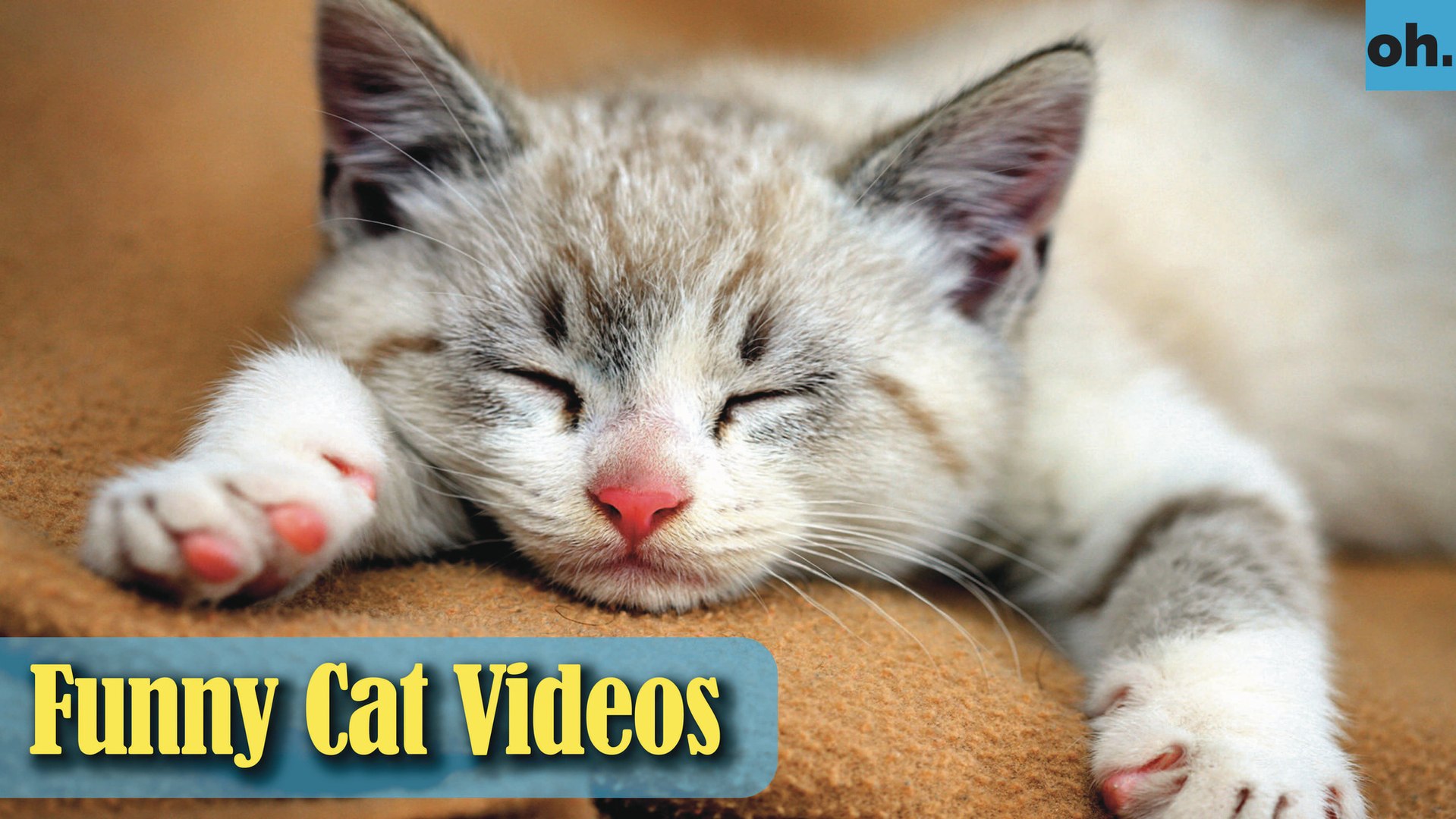 ⁣Cat Videos - Funny Cats - Funny Cat Videos - Kitten Videos - Funny Kitty Videos - Cats For Pets - P5