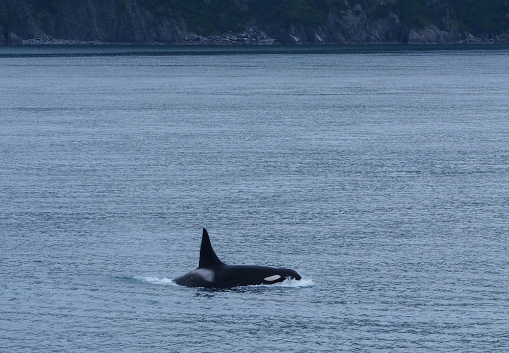 Alaska - short version