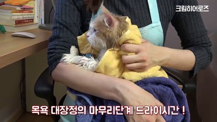 거대 고양이 목욕 대작전 (목욕 중 말문 트인 고양이) [크림목욕탕]