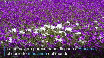 Atacama, o 'Deserto Florido'