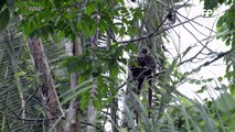 Descobertas novas espécies na Amazônia